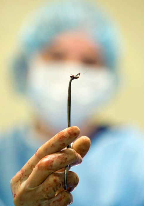 &#91;no hoax&#93;Anjing masih dapat Bertahan hidup setelah tertembak dari peluru