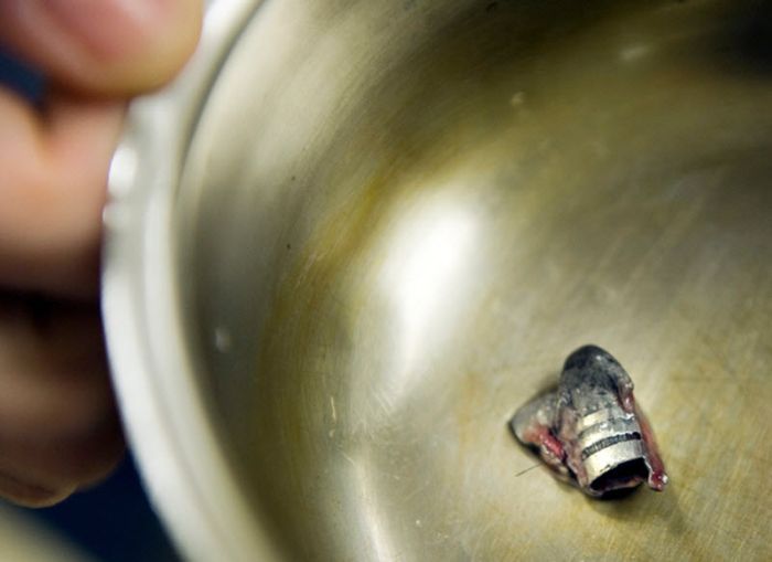 &#91;no hoax&#93;Anjing masih dapat Bertahan hidup setelah tertembak dari peluru