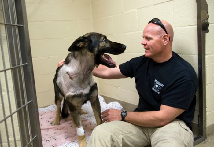 &#91;no hoax&#93;Anjing masih dapat Bertahan hidup setelah tertembak dari peluru