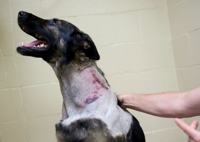 &#91;no hoax&#93;Anjing masih dapat Bertahan hidup setelah tertembak dari peluru