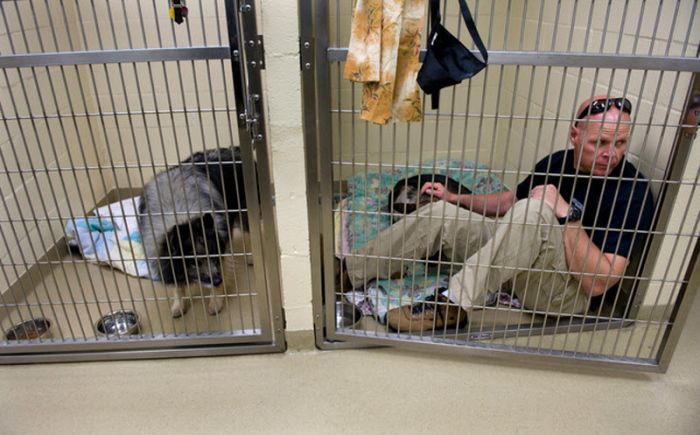 &#91;no hoax&#93;Anjing masih dapat Bertahan hidup setelah tertembak dari peluru