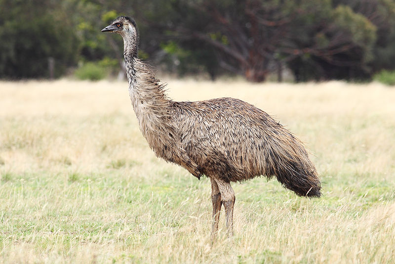Perang Emu Raya