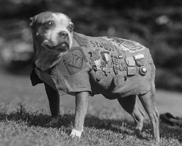 Sergeant Stubby, most decorated war dog of World War I