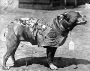 Sergeant Stubby, most decorated war dog of World War I