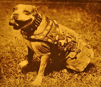 Sergeant Stubby, most decorated war dog of World War I
