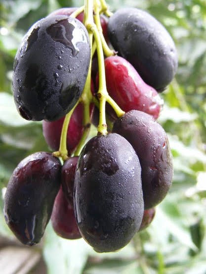 Buah2 Ini Mungkin Telah Punah, Padahal Semasa Kecil Buah2 Ini Selalu Jadi Teman 