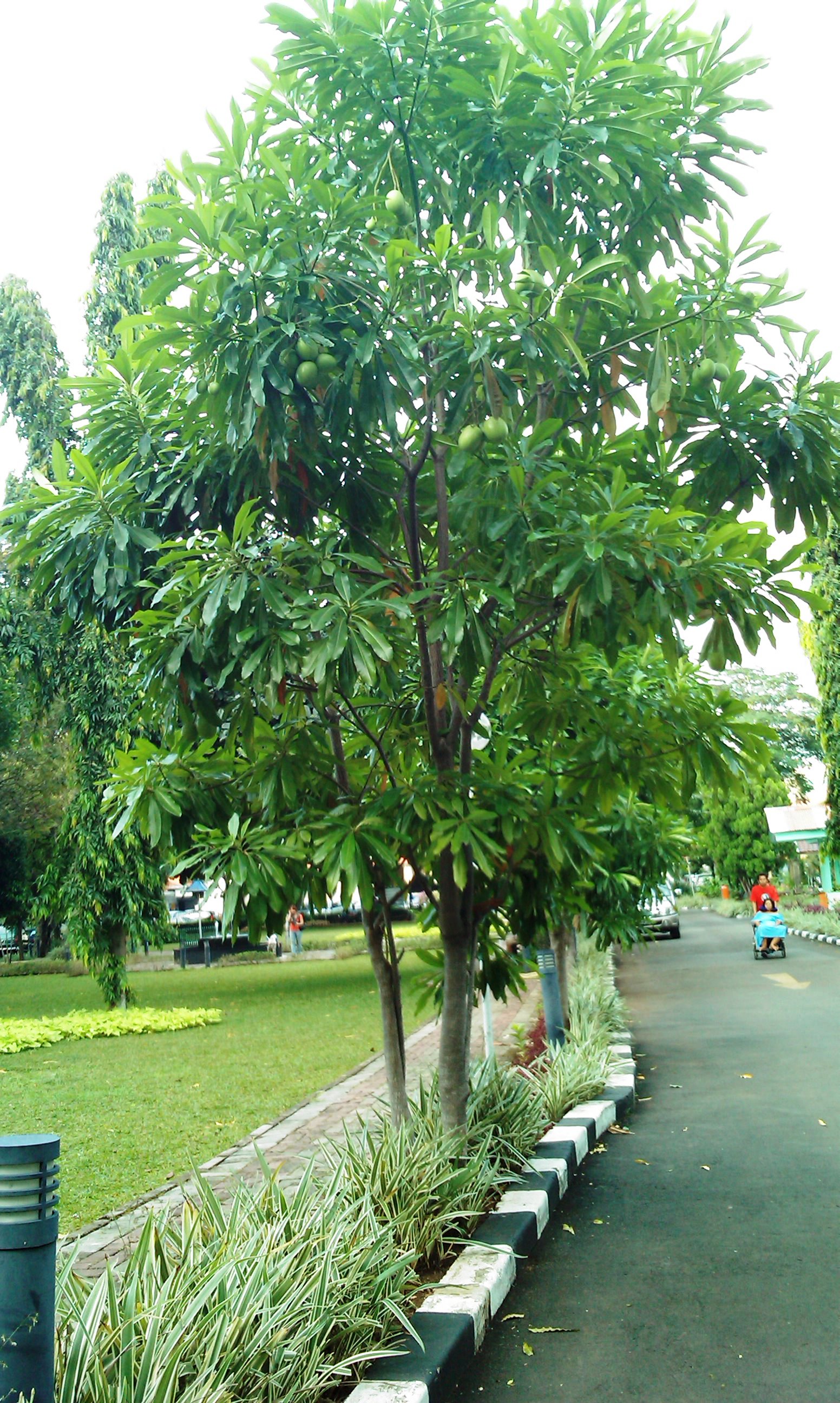 Bintaro, Buah Beracun yang Berguna
