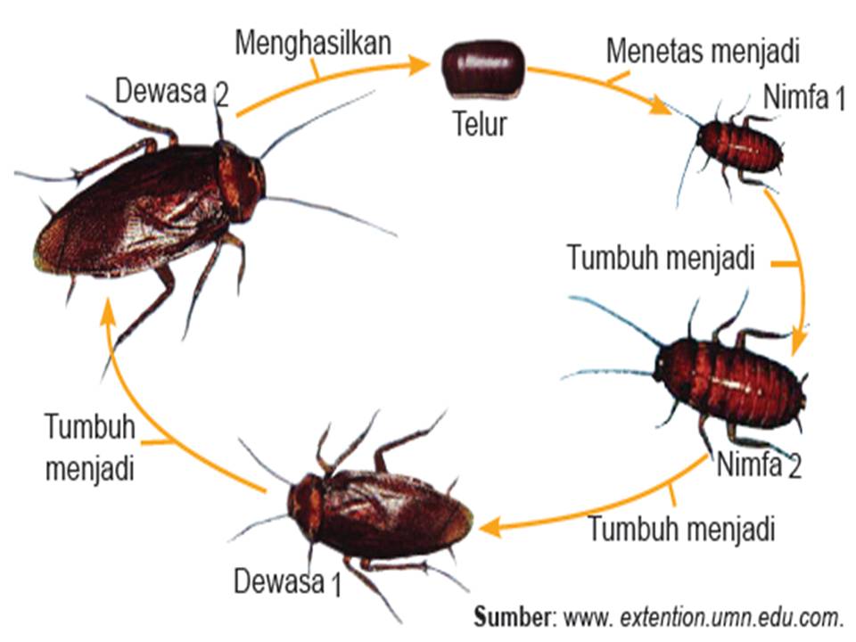 Fakta Horror!!! Kecoak Bisa Bertelur Tanpa Pejantan 