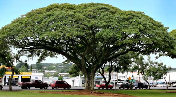 Pohon Trembesi, pohon ajaib penyerap karbon dioksida 28 Ton per tahun!!