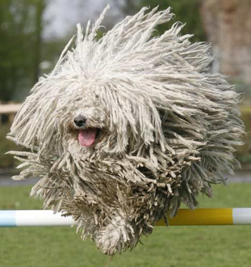 Anjing KOMONDOR yang Mirip Kain Pel