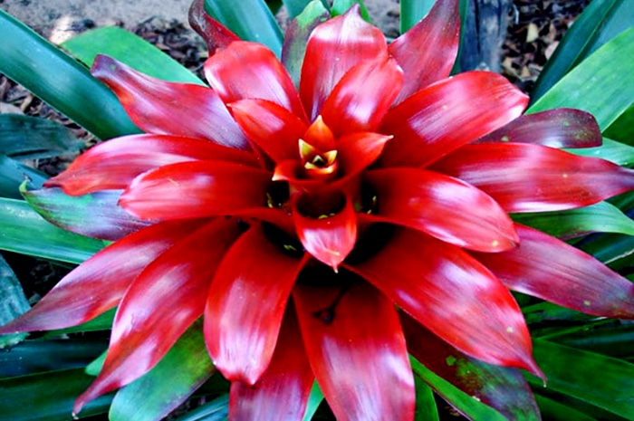 9 Cara Merawat Bunga Bromelia Agar Tumbuh Cantik