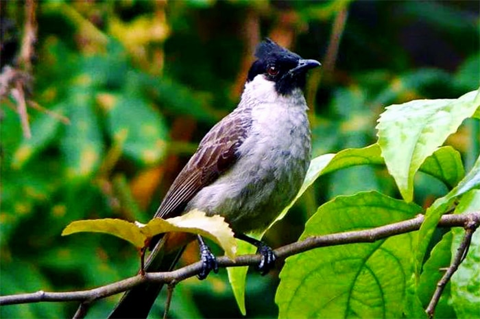 11 Fakta Menarik Burung Kutilang yang Jarang Diketahui