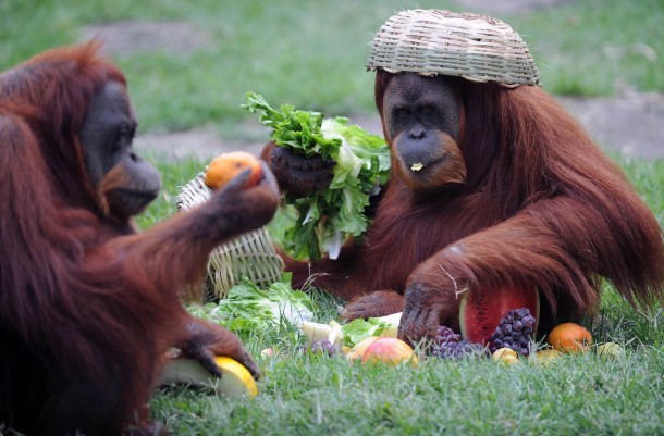 11 Fakta Unik Orang Utan