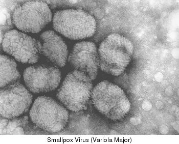 &#91;KEREN&#93; Macam-macam Virus berdasarkan Morfologinya