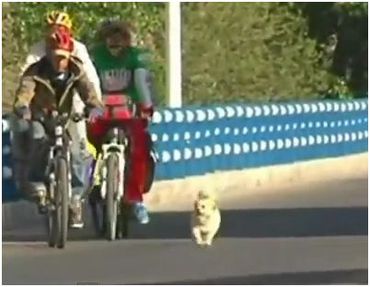 &#91;Kisah Menyentuh&#93; Anjing Xiao Sa