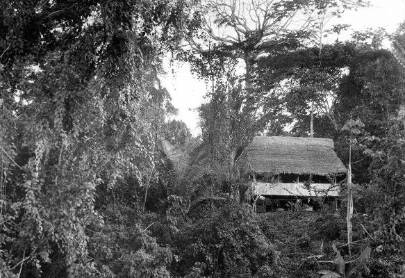 Juliane Koepcke “Solo Survivor” kecelakaan pesawat, hingga kengerian hutan rimba.