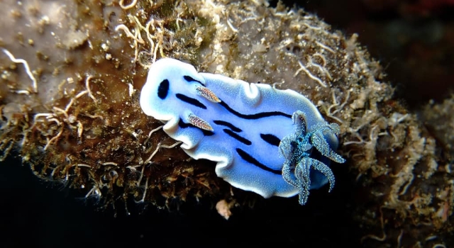 Mengenal Selat Lembeh, Salah Satu Tempat Terbaik di Dunia untuk Muck Diving