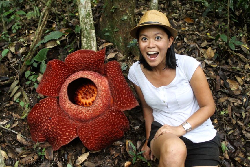 5 Jenis Bunga Asli Indonesia Yang Unik