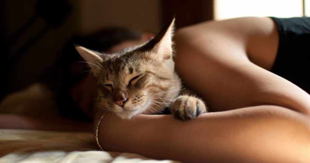 Tidur Satu Kasur dengan Kucing, Baik atau Buruk?