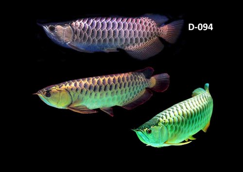 AROWANA KASKUS