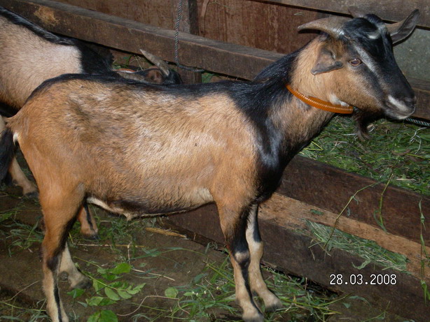 mari belajar tentang kambing