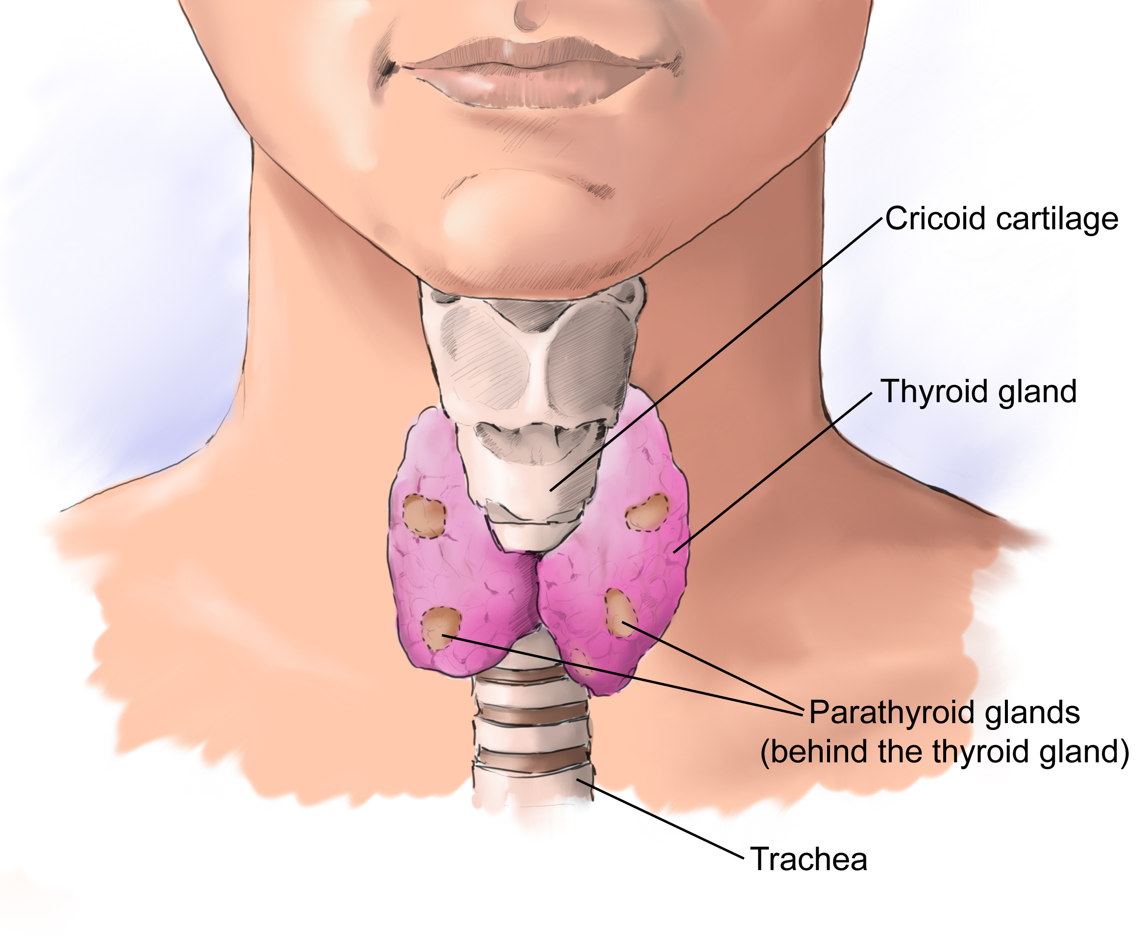 Зоб в горле. Щитовидная железа человека. Где находится щитовидная железа фото.