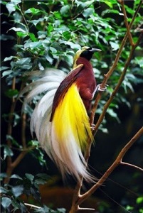 brid