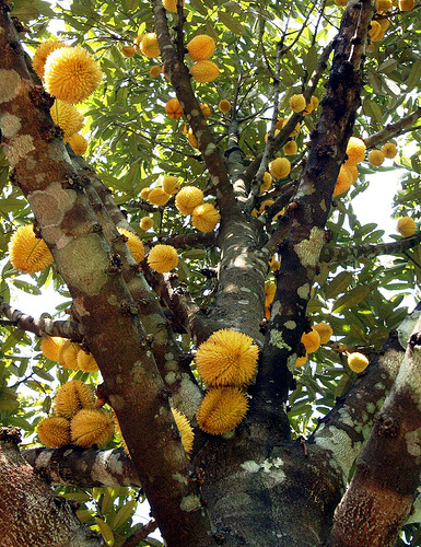 Durian Unik dan Langka Indonesia