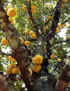 Durian yang ga bakalan agan temuin dipasaran, Mau tau??