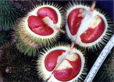 Durian Unik dan Langka Indonesia