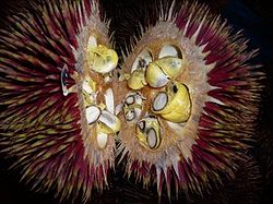 Durian Unik dan Langka Indonesia