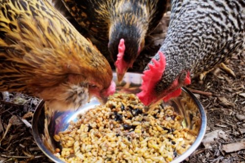 Kelebihan dan Kekurangan Punya Peliharaan Ayam Kampung