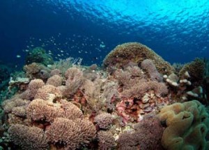 Kepulauan Banda, Eksotisme Bawah Laut Indonesia