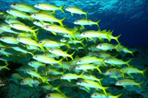 Kepulauan Banda, Eksotisme Bawah Laut Indonesia