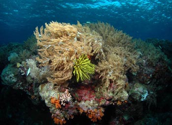 Kepulauan Banda, Eksotisme Bawah Laut Indonesia