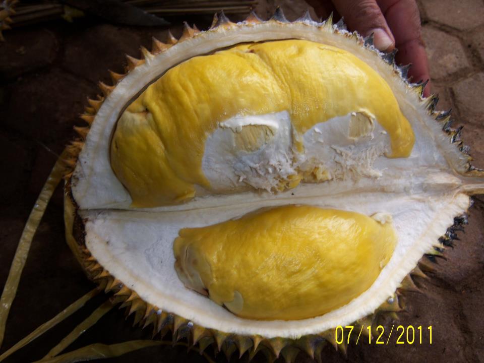 &#91;Magelang&#93; Penggila Durian, Festival Durian Candimulyo Segera Digelar!