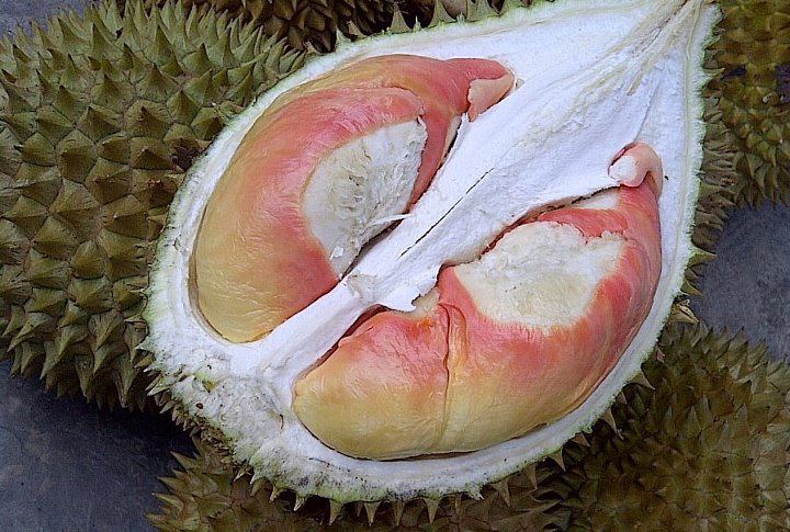Tau Durian Pelangi Manokwari? | Primadona Buah Terbaru dari Indonesia &#91;Masuk Gan&#93; 
