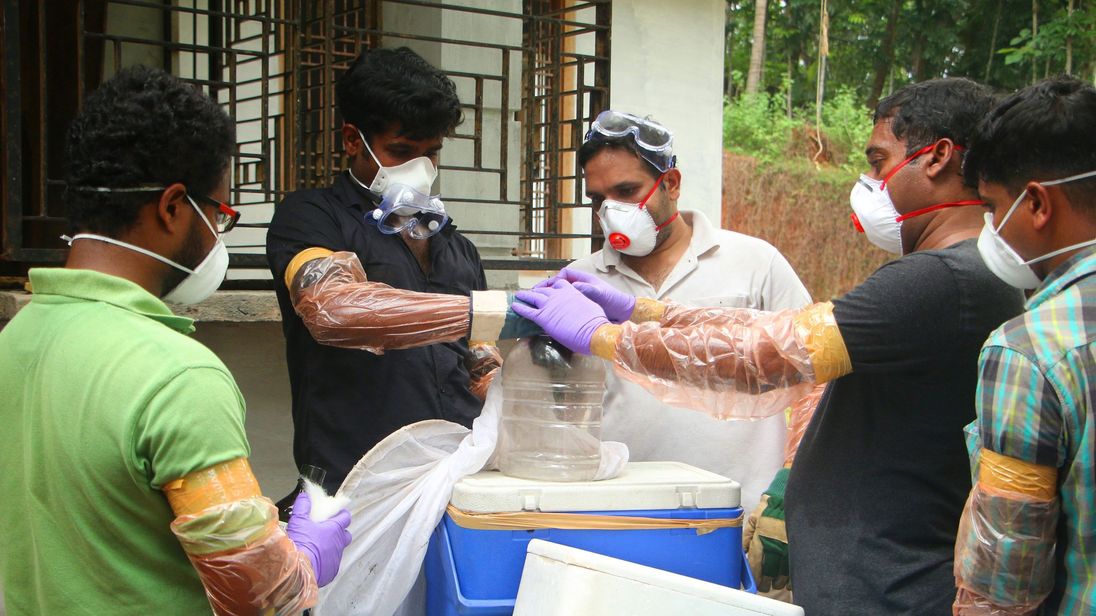 Cari Tahu Virus Nipah, 'Si Pembunuh' yang Mewabah di India