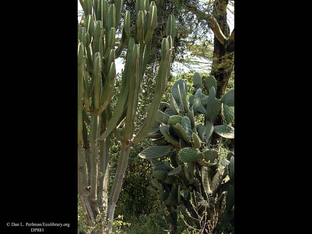 jual pohon kaktus  buat hiasan  pojok ruangan halaman 