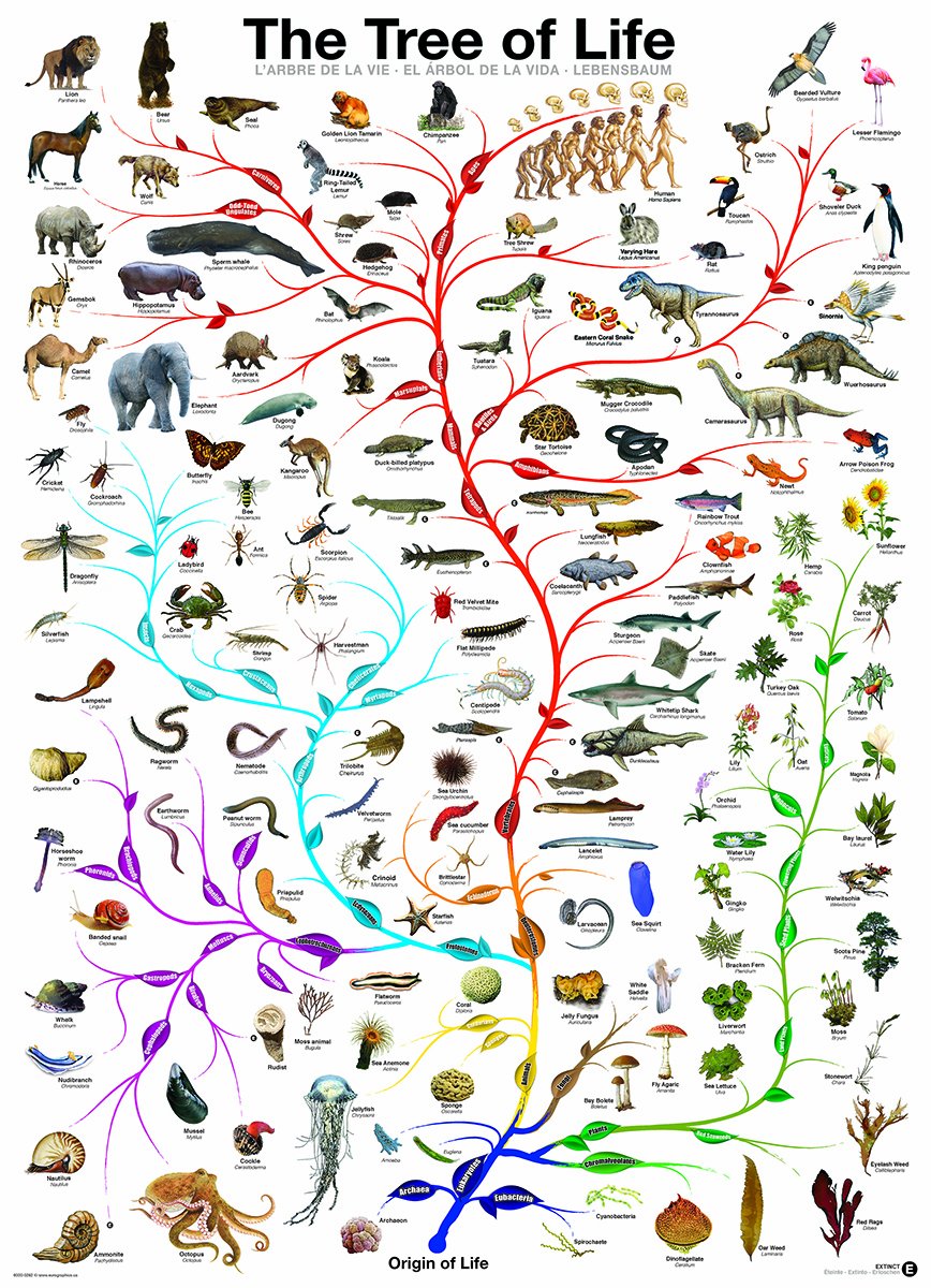 misteri-evolusi-terkuak-dari-ikan-aneh-nenek-moyang-manusia
