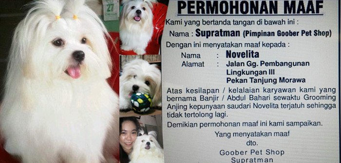Anjing Mati Saat Grooming, Gober Pet Shop Medan Dituntut Minta Maaf 