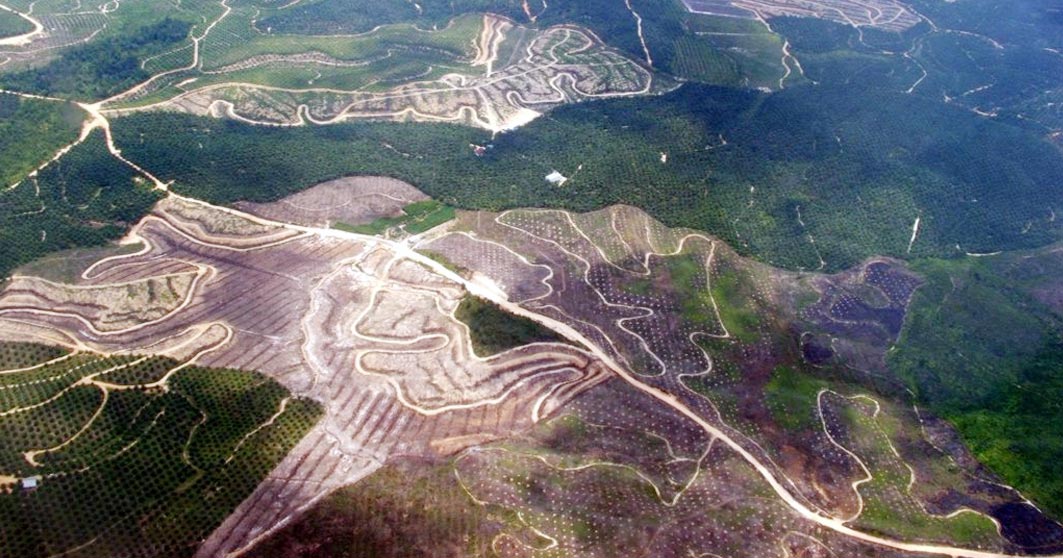 &#91;HOT GAN!&#93; Google Earth Tunjukkan Wajah Menyedihkan Hutan Indonesia