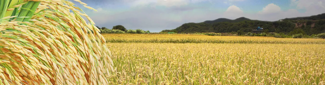 Produksi Padi Turun 39,3 Persen Akibat Kemarau. Diprediksi Harga Beras Naik 10%?