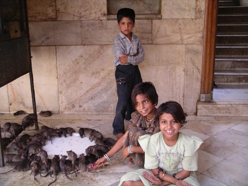Uniknya "KARNI MATA" Kuil Tikus di India