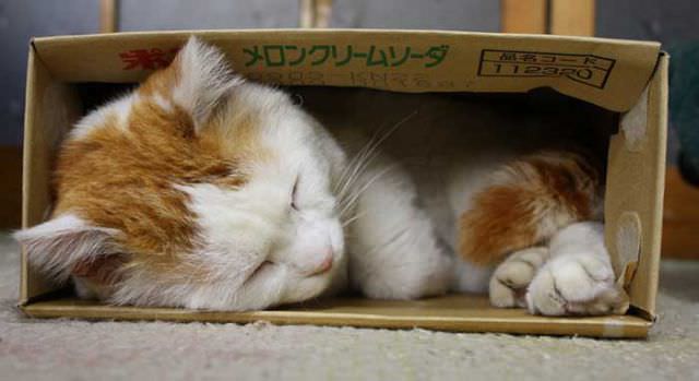 SHIRONEKO Kucing Pemalas Dari Jepang
