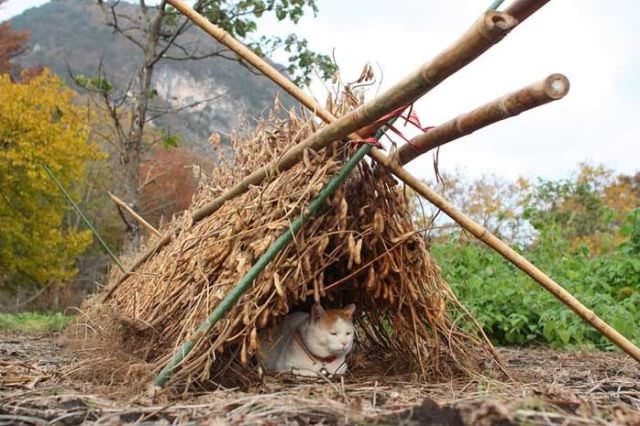 SHIRONEKO Kucing Pemalas Dari Jepang