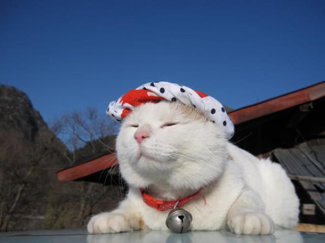 SHIRONEKO Kucing Pemalas Dari Jepang
