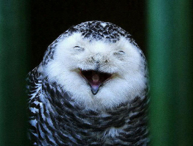 Foto-Foto Lucu dan Bikin Geli dari Seekor Owl 