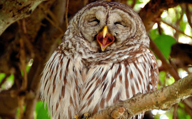 Foto-Foto Lucu dan Bikin Geli dari Seekor Owl 