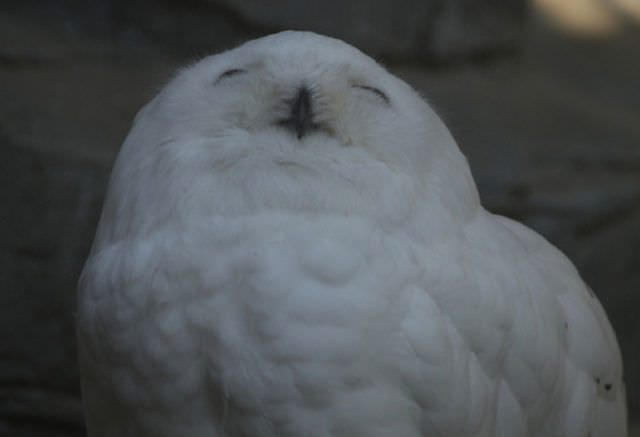 Foto-Foto Lucu dan Bikin Geli dari Seekor Owl 